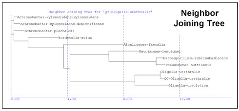 Neighbor Joining Tree